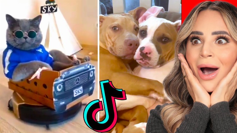 Cute Animals On Tiktok That Will Make You Laugh