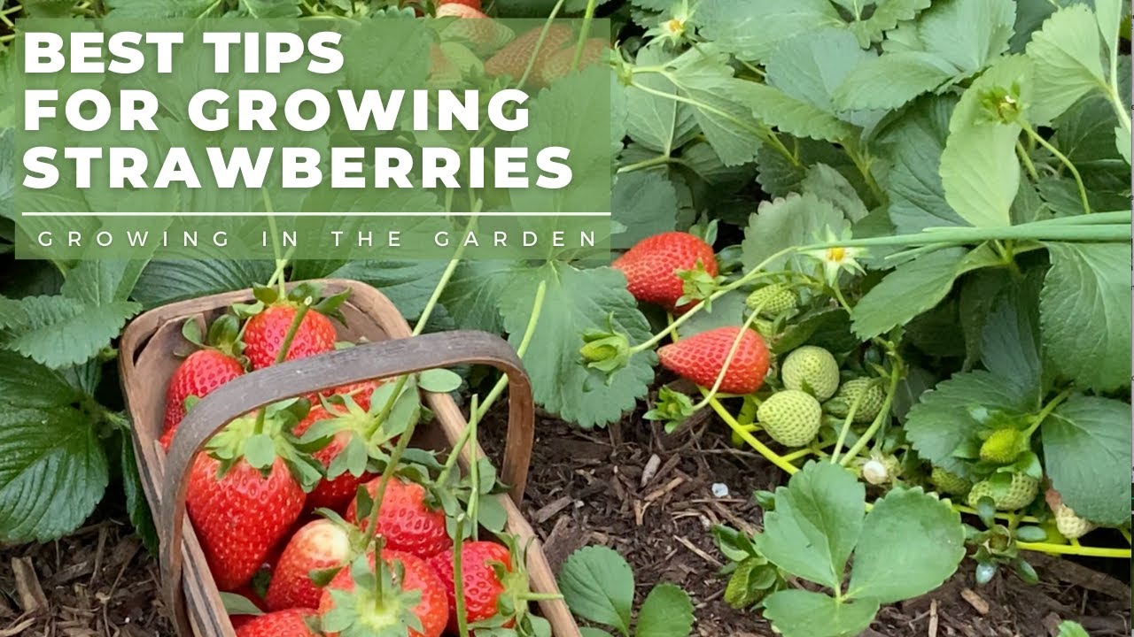 image 0 How To Plant And Grow Strawberries Plus Tips For Growing Strawberries In Hot Climates